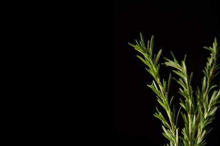 A bunch of green fresh rosemary on a black background. Spices for meat. Studio light. Place for text.の写真素材