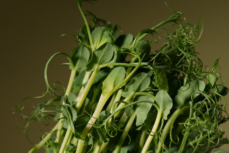 A bunch of pea sprouts on a green background. Microgreens. Germinating peas for healthy nutrition. Place for text.の写真素材