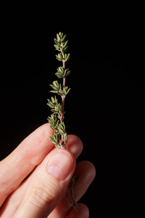 Sprig of spicy thyme on plain black background in hand. Cultivation of seasoning. Gardening. Spices. Cooking.の写真素材