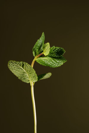 A branch of mint on a dark green background. Ingredient.