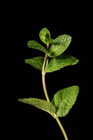 A branch of mint on a black background. Ingredient.