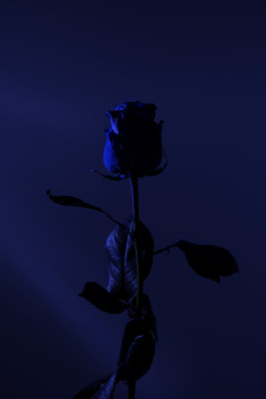 Blue rose on a blue background. Dark scene. Fashion photo. Professional side light. Learning photography.の写真素材