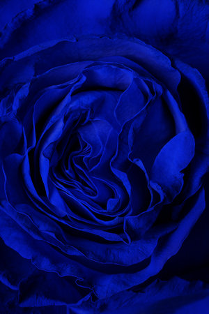 Blue rose, macro photography. Background image and wallpaper. Vertical photo.の写真素材