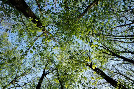 Upward view of a beech forest in spring in clear sunlight with a clearing against a blue sky....