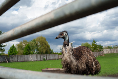Close-up of curious emu, shot through metal bars, standing in a grassy enclosure with rustic metal fence and cloudy sky in the background. Large flightless bird staring intently out of frame. Exotic wildlife, conservation and agriculture. Animal sanctuaries, zoology, educational materials.の写真素材