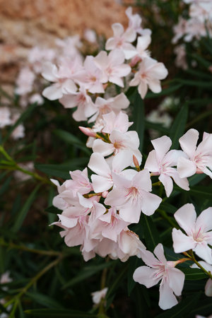 Delicate light pink flowers of the Oleander (Nerium oleander) in full bloom. Oleander is a poisonous...