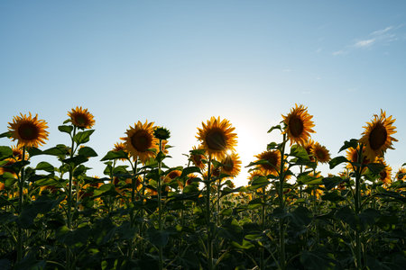 Sun rays penetrate a field of sunflowers. Oil production.の写真素材