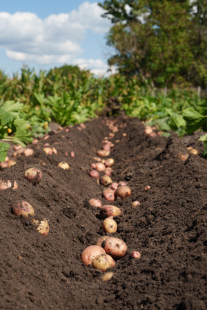 Potato harvest in the field after harvesting. Agrarian theme, natural products, organic farming, farming, agribusiness and ecology.の写真素材