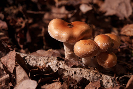 Fox mushrooms from the middle of an autumn leaf.
