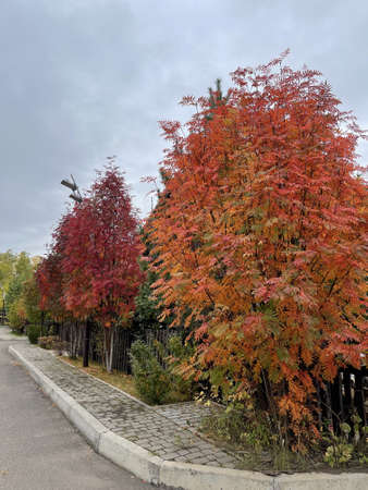 Fall has comeの写真素材