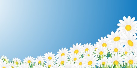 White chamomiles on a blue backgroundのイラスト素材