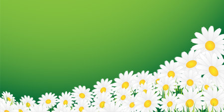 White chamomiles and grass on a green backgroundのイラスト素材