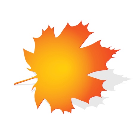 Autumn maple leaf on a white backgroundのイラスト素材