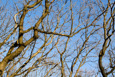 Many branches of a tree of brown color without leaves against a blue sky
