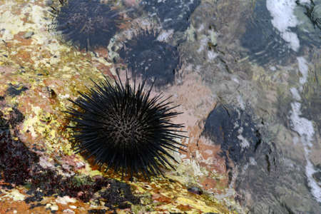 Sea urchins on the ocean shoreの写真素材