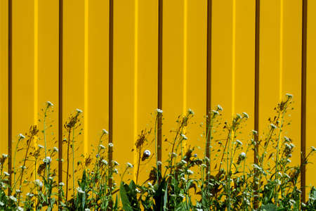 Juicy green grass with small flowers on a background of a yellow fence.の写真素材