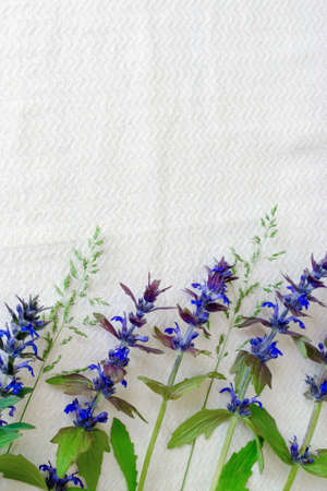 Wildflowers on a white tissue backgroundの写真素材