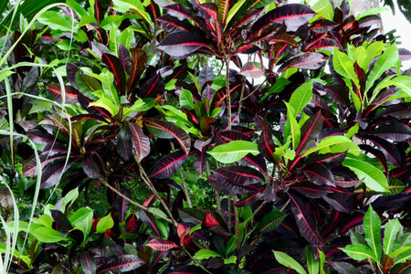 Bright colored leaves of a tropical plant. Red and green colors.