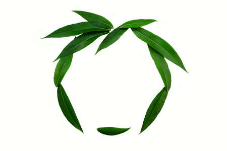 Silhouette of a face lined with green leaves on a white background. The concept of naturalness and love of nature. Minimal style.の写真素材