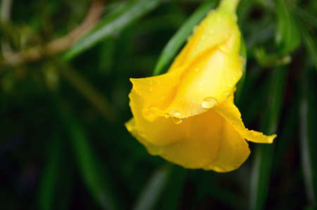 Yellow flower with raindrops on a green backgroundの写真素材