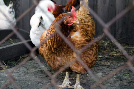 Hens on country house farm. View through the chicken coopの写真素材