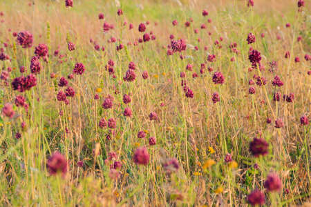 Red flowers with grass at the meadow. Sunset  time. Floral patternの写真素材