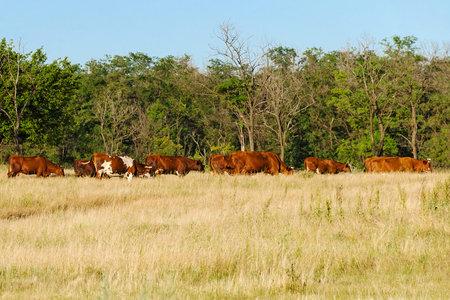 A herd of cows grazing or walking home on dry meadow grass. Rural landscapeの写真素材