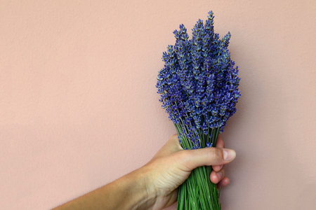 Man's hand holding a bouquet of lavender against a pink wall background. Copy spaceの写真素材
