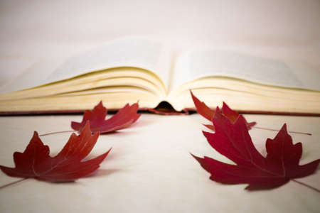 A symbol of returning to school - an open book, red maple leaves. Blurred image. Concept of education, knowledge and self-developmentの写真素材