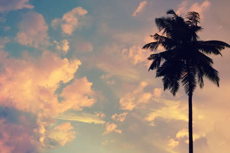 Sunset background with silhouette of palm in the sky with many bright clouds. Abstract sky. Copy spaceの写真素材