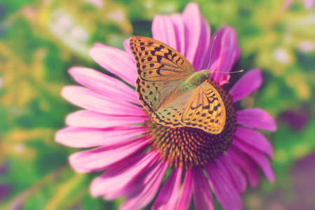 Bright beautiful butterfly sits on a pink flower daisy. Summer concept. Toned imageの写真素材
