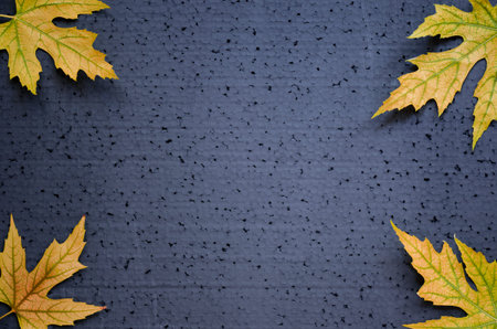 Autumnal frame of yellow maple leaves on a black backgroundの写真素材