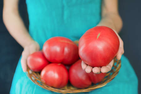 Woman holding a very large tomato, on her knees a basket with tomatoes. Harvest conceptの写真素材
