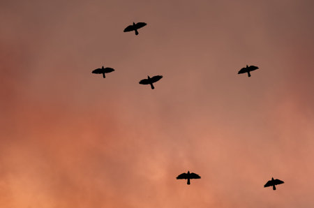Silhouettes of black birds - a crow on the background of a toned sky. Concept of War and dangerの写真素材