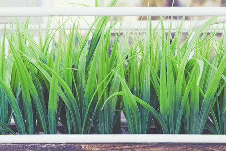 Artificial green grass made of plastic in a wooden pot. Toned photo.