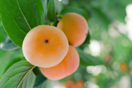 Ripe orange persimmon on a tree branch. Place for text. Photo with shallow depth of focus.の写真素材