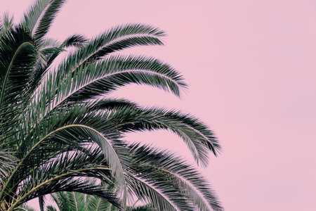 Part of a palm tree on a pink background. Copy space.の写真素材