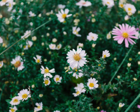 Floral background, fresh flowers autumn perennial asters, summer multicolored flower pattern with...