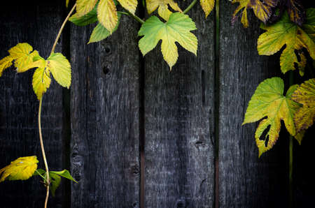 Old grey wooden background, frame of a weaving plant,  wild hop. Empty place for copy space.の写真素材
