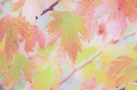 Colorful and pastel background of blurred autumn leaf, defocused branch with currant leaves.Toned...