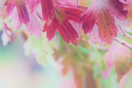 Colorful and bright background of blurred autumn leaf, defocused branch with currant leaves. Toned...