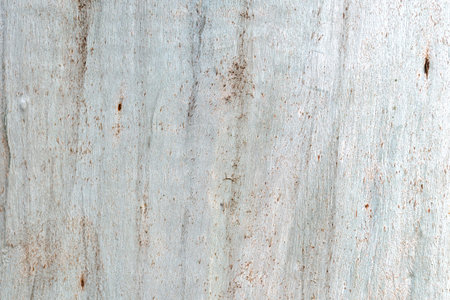Bark of eucalyptus tree, light gray wooden background, seamless texture.