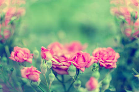 Pink roses in the garden. Toned with retro filters. Place for text, copy space.の写真素材
