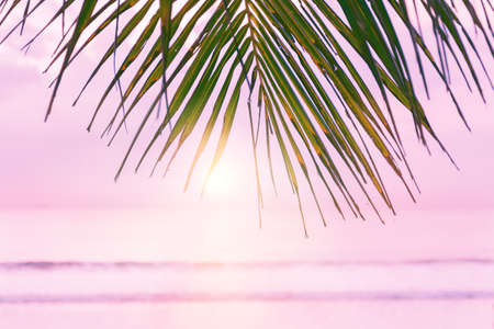 Beach background with palm tree. Tropical beach palm leafs. Pink sunset in tropic. Blurred photo with soft focus.の写真素材