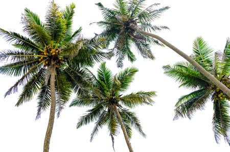 Palm trees view from below, isolated on white background.の写真素材