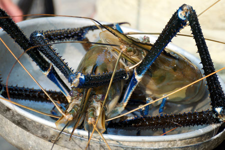 Fresh lobster in a bowl at the fish market. Sri Lanka.の写真素材