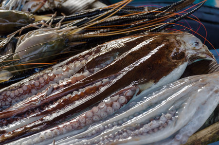 Fresh uncut octopus on the market. Seafood counter in Sri Lanka.の写真素材
