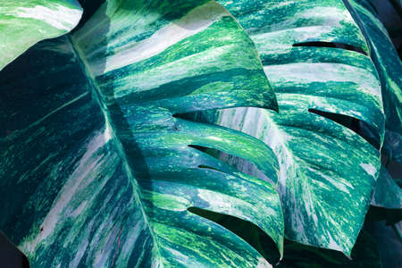 Tropical leaves background, Scindapsus aureus or Devil's Ivy plant, rainforest plants.の写真素材