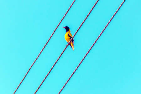 Bright tropical yellow bird with black head on the wires. Black-headed oriole, Oriolus xanthornus ceylonensis. Bird on wire. Minimal natural background.の写真素材