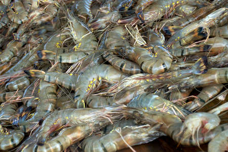 Fresh tiger raw prawns, close up. Seafood product sell on market.の写真素材